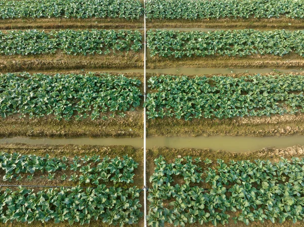 Luftaufnahme Von Gemüsepflanzen Die Auf Dem Feld Wachsen — Stockfoto