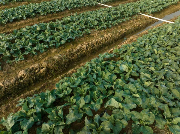 Tarlada Yetişen Sebze Bitkilerinin Havadan Görünüşü — Stok fotoğraf