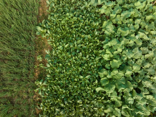 田里蔬菜种植的空中景观 — 图库照片