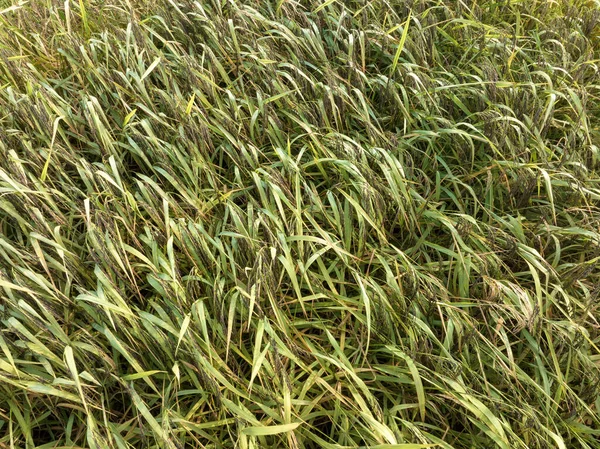 Воздушный Вид Рисового Поля Дрона — стоковое фото