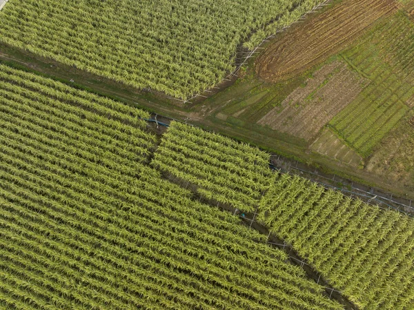 Vista Aérea Plantas Caña Azúcar Que Crecen Campo —  Fotos de Stock