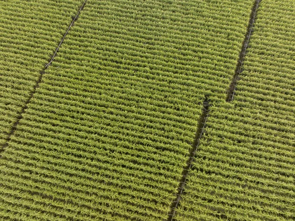 Vista Aérea Plantas Cana Açúcar Crescendo Campo — Fotografia de Stock
