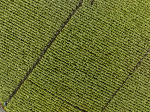 Vista Aérea Plantas Caña Azúcar Que Crecen Campo — Foto de Stock