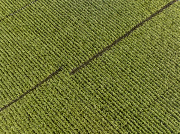 Vista Aérea Plantas Caña Azúcar Que Crecen Campo —  Fotos de Stock