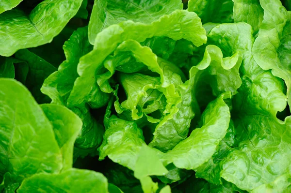 Grüner Salat Wächst Gemüsegarten — Stockfoto