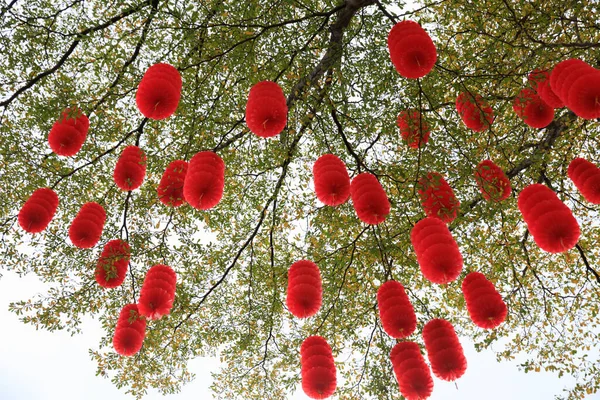 为庆祝中国春节 绿树上挂满了传统红灯笼 — 图库照片