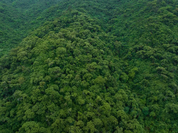 Letecký Pohled Krásné Tropické Lesní Horské Krajiny Létě — Stock fotografie