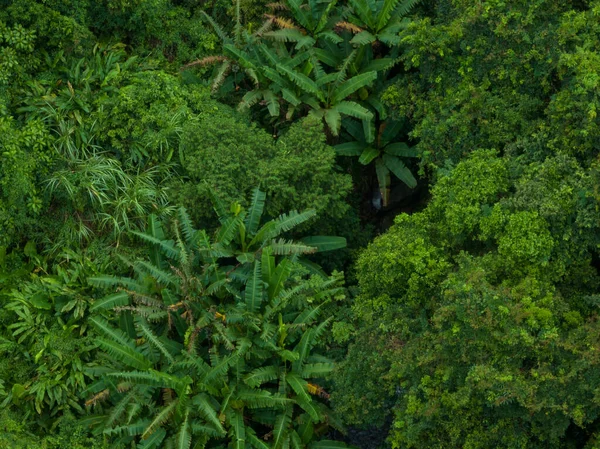 Légi Kilátás Trópusi Erdőkre Nyáron — Stock Fotó