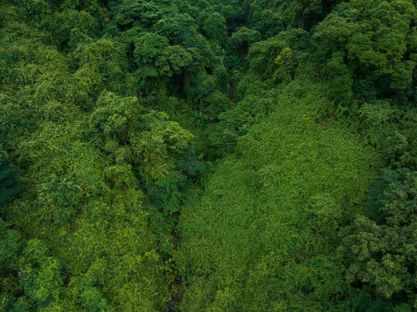 Vista Aérea Del Bosque Tropical Verano —  Fotos de Stock