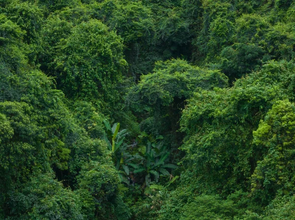 Vista Aérea Del Bosque Tropical Verano — Foto de Stock