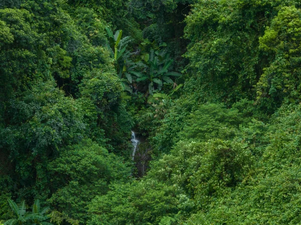 Widok Lotu Ptaka Las Tropikalny Lecie — Zdjęcie stockowe