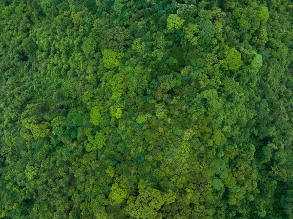 Aerial View Beautiful Tropical Forest Mountain Landscape — Stock fotografie