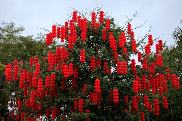 View Green Tree Decorated Traditional Red Lanterns Celebrating Chinese Spring — Stock Photo, Image