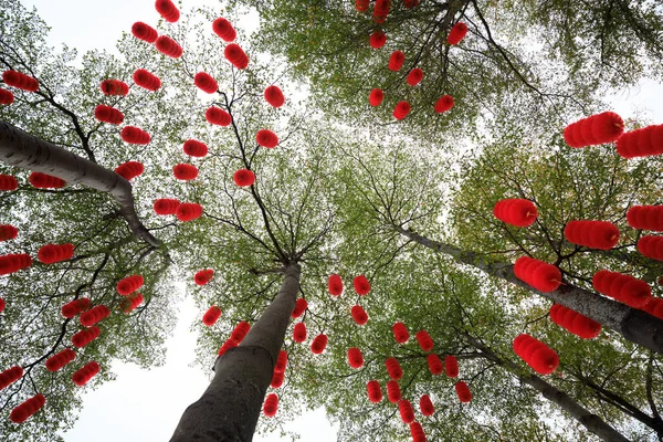 View Green Tree Decorated Traditional Red Lanterns Celebrating Chinese Spring — Stock Photo, Image