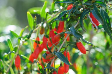 Goji meyveleri ve güneş bahçesinde bitkiler