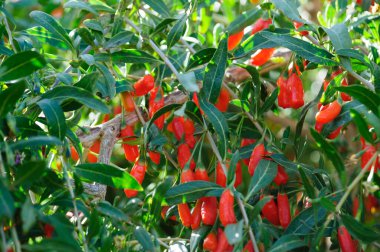 Goji meyveleri ve güneş bahçesinde bitkiler