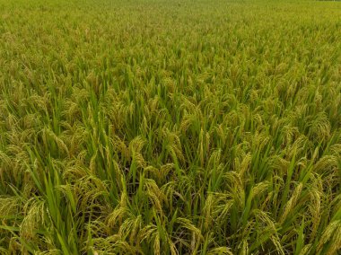 Dron pirinç alanından havadan görünümü