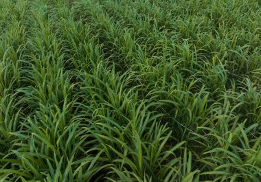 Tarlada büyüyen şeker kamışı bitkilerinin havadan görünüşü