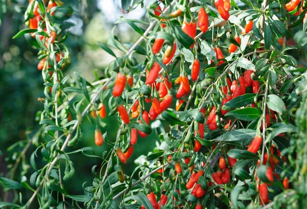 Φρούτα Και Φυτά Μούρων Goji Στον Κήπο Ηλιοφάνειας — Φωτογραφία Αρχείου