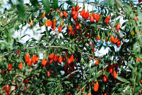 Плоды Растения Ягод Годжи Солнечном Саду — стоковое фото