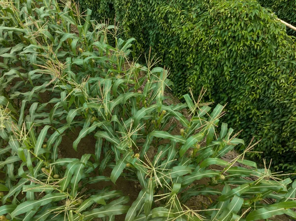 Растения Зеленой Кукурузы Ямса Растут Ферме — стоковое фото