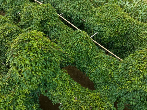 農場での成長における緑のトウモロコシの作物と山芋の植物 — ストック写真