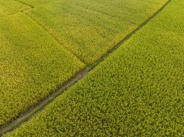 Luftaufnahme Des Reisfeldes Von Einer Drohne Aus — Stockfoto