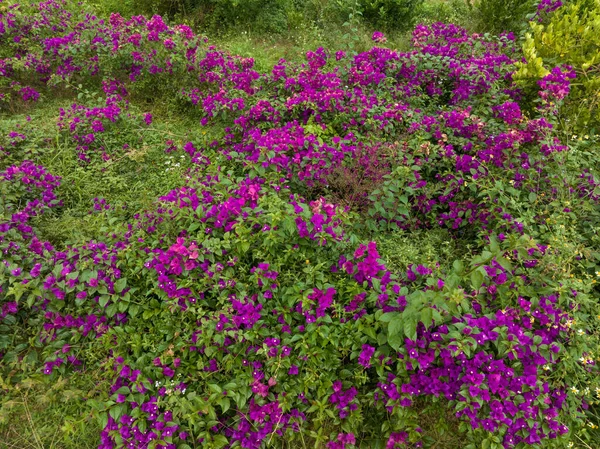 Smukke Blomstrende Bougainvillea Blomster Sommeren - Stock-foto