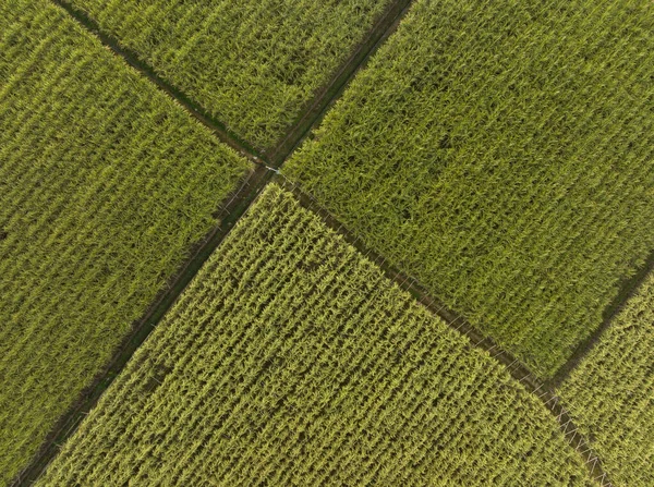 Flygfoto Sockerrör Växter Som Växer Fältet — Stockfoto