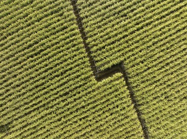 Aerial View Sugarcane Plants Growing Field — Stock Photo, Image