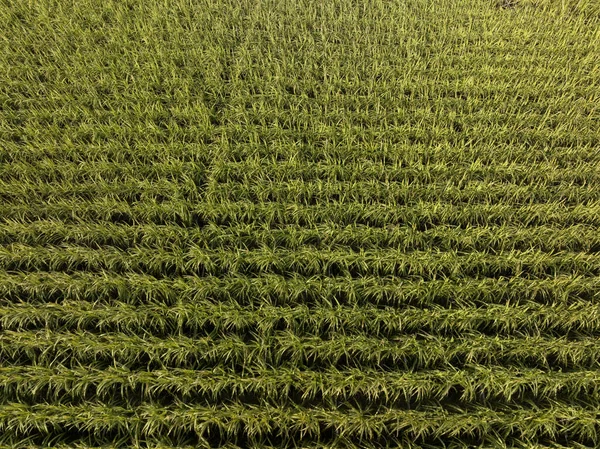 Luftaufnahme Von Zuckerrohrpflanzen Die Auf Einem Feld Wachsen — Stockfoto