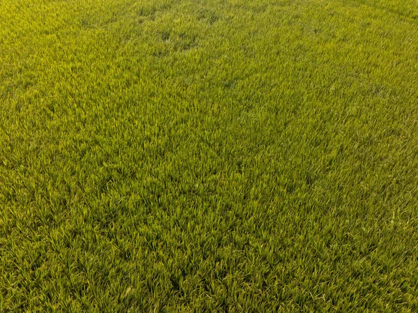 緑の草の質感 自然な背景 — ストック写真