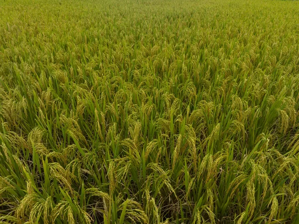 从无人机看稻田的鸟瞰图 — 图库照片