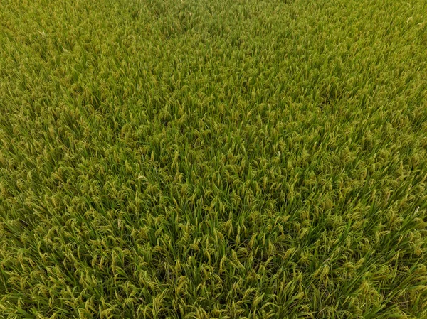 Aerial View Rice Field Drone — Stock Photo, Image