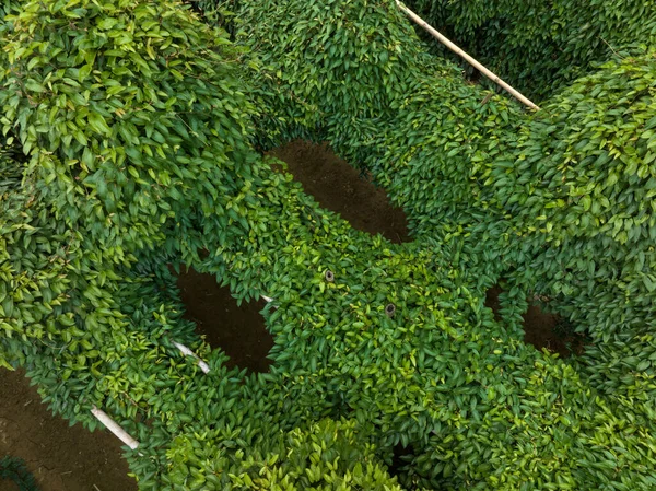 農場での成長における緑の山芋植物 — ストック写真