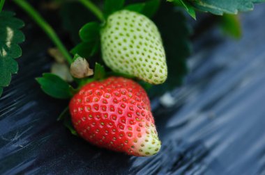 Bahçede çilek meyvesi yetişiyor