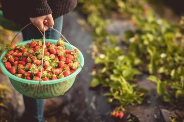 Bahar bahçesinde çilek toplayın.