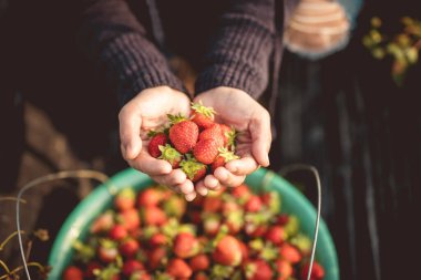 Bahar bahçesinde çilek topluyorum.