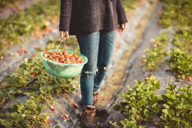 Bahar bahçesinde çilek toplayın.