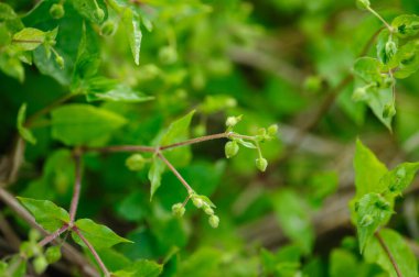 Chickweed Stellaria medya bahçede. Bitkiler yıllık ve zayıf ince sapları ile onlar bir süre uzanmak ilâ 40 cm.