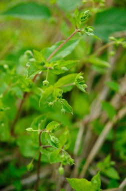 Chickweed Stellaria medya bahçede. Bitkiler yıllık ve zayıf ince sapları ile onlar bir süre uzanmak ilâ 40 cm.