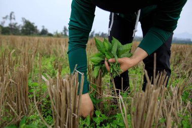 İnsanlar baharda yeşil Solanum nigrum bitkileri topluyor