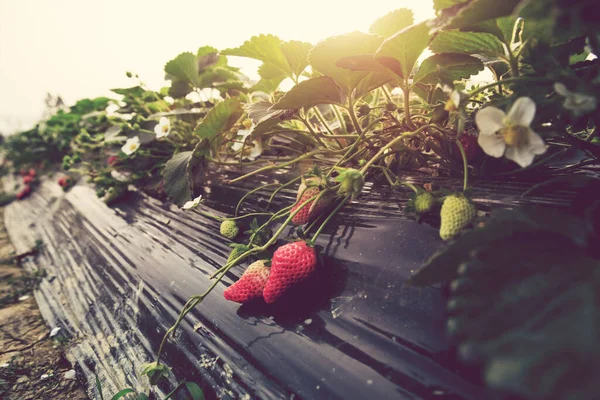 Jahodové Plody Růstu Zahradě — Stock fotografie