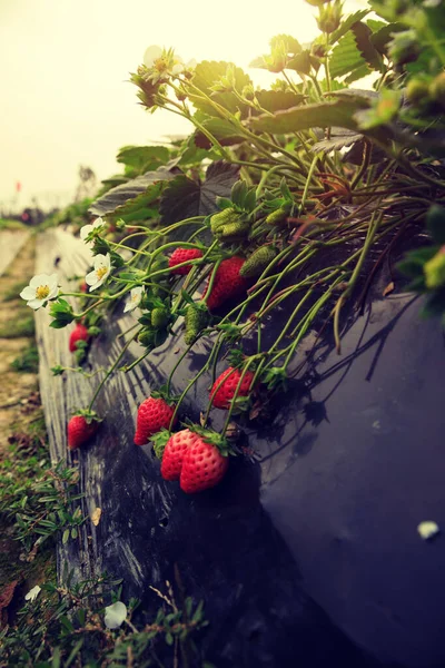 Frutos Fresa Crecimiento Jardín — Foto de Stock