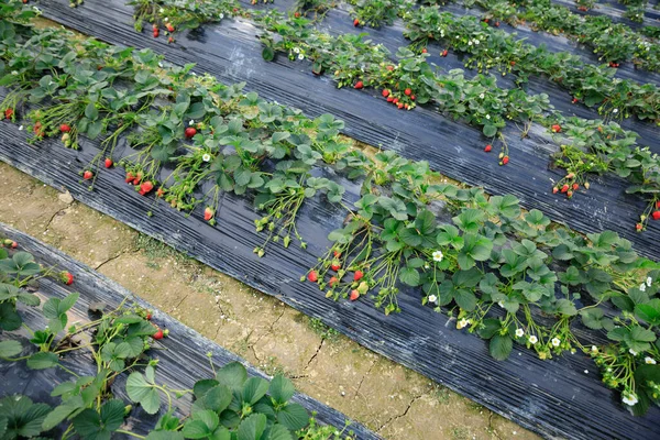 庭での成長のイチゴの果物 — ストック写真