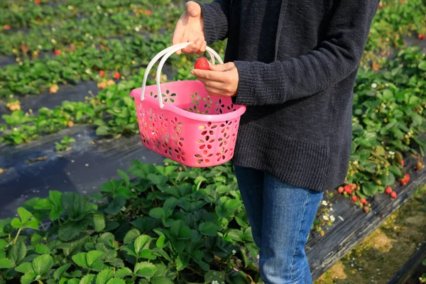 春の庭でイチゴの果物を選ぶ女性 — ストック写真