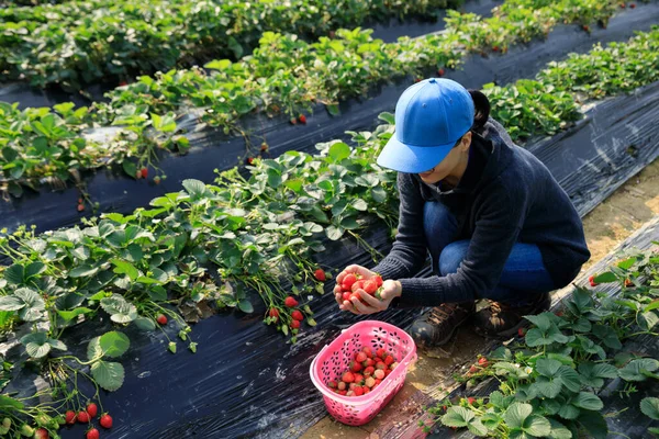 Frau Pflückt Erdbeeren Frühlingsgarten — Stockfoto