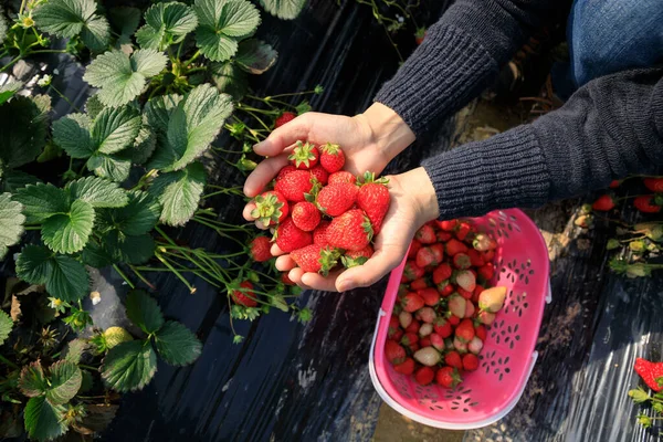 Frau Pflückt Erdbeeren Frühlingsgarten — Stockfoto