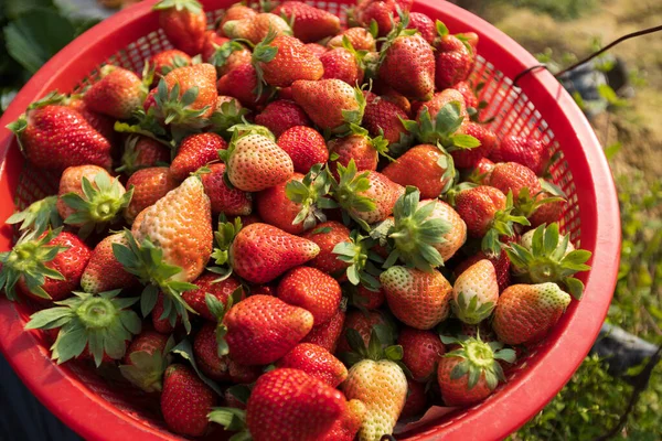 在春天的花园里收获草莓果实 — 图库照片