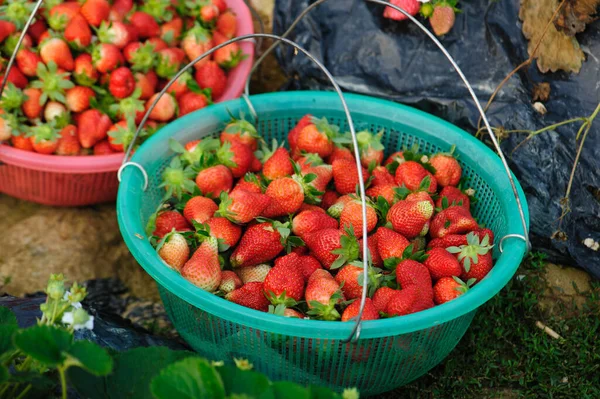 Cosecha Frutas Fresa Jardín Primavera —  Fotos de Stock